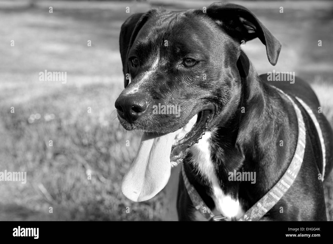 black dog on the grass Stock Photo Alamy