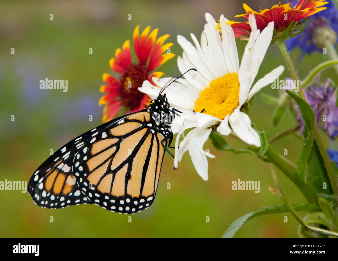 Monarch butterfly on a white Daisy in summer garden Stock Photo