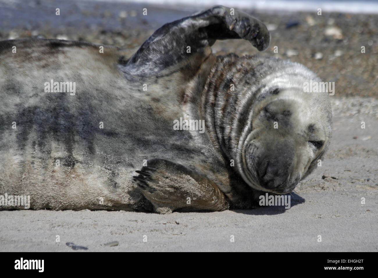 gray seal Stock Photo