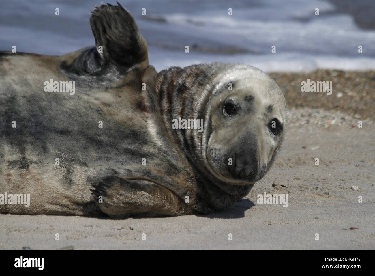 gray seal Stock Photo