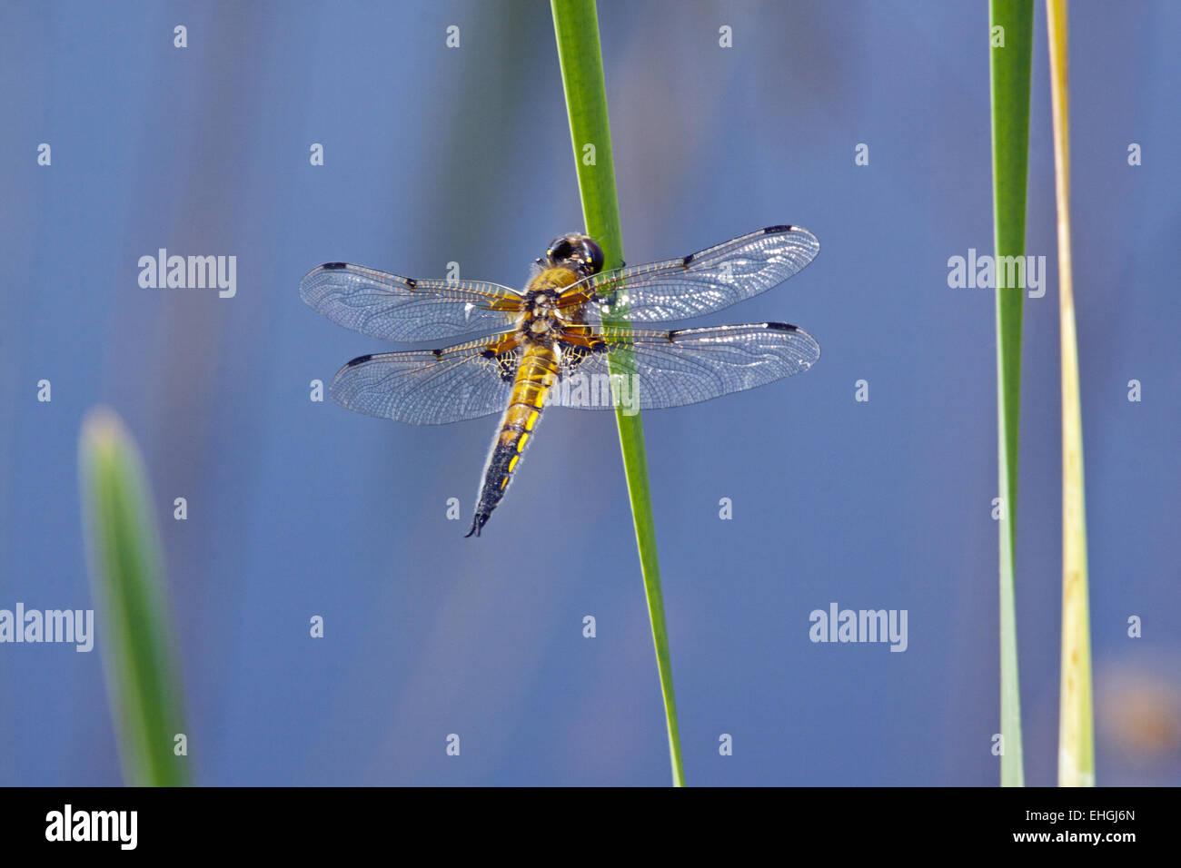 Four-spotted Chaser, Libellula quadrimaculata Stock Photo