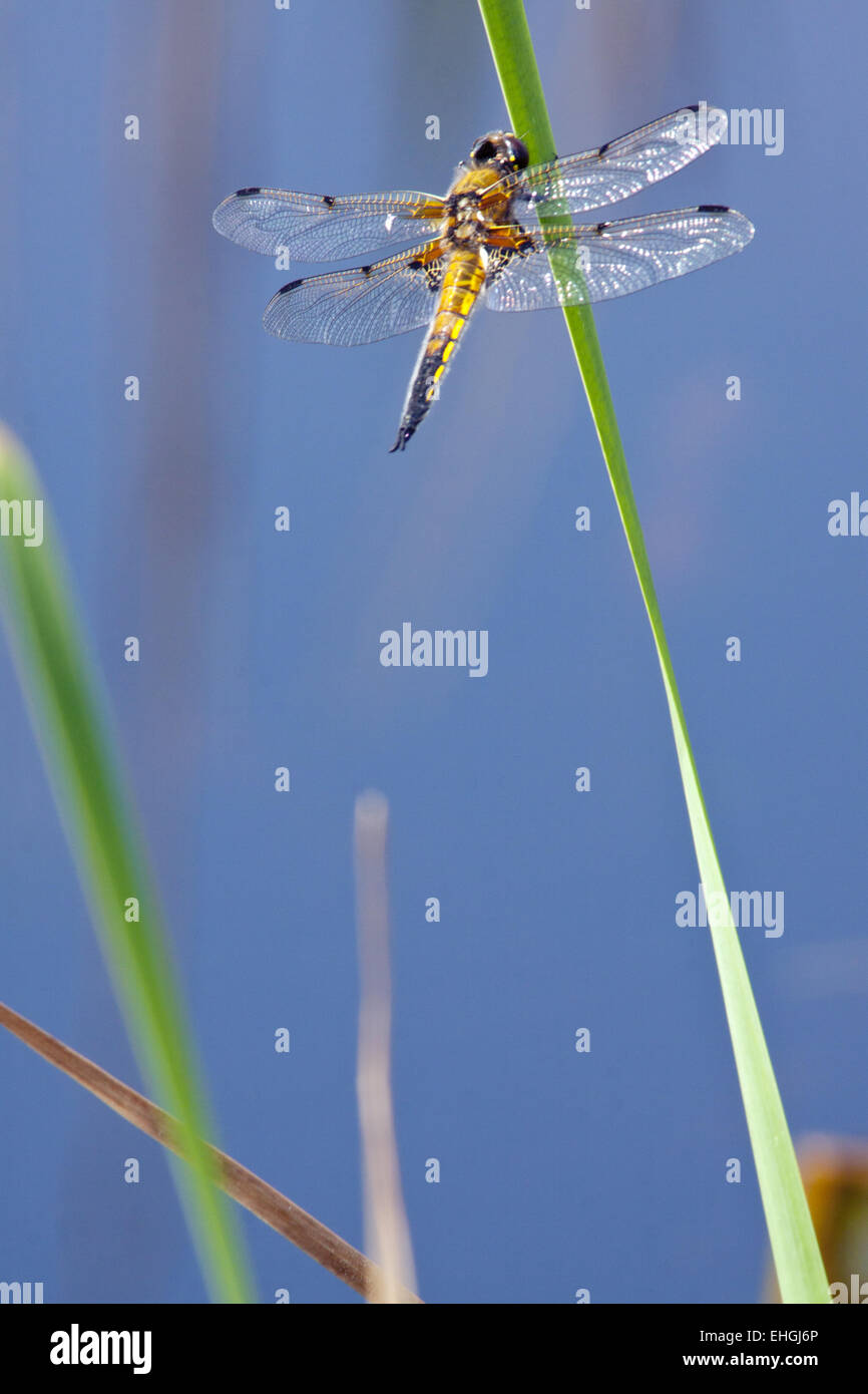 Four-spotted Chaser, Libellula quadrimaculata Stock Photo