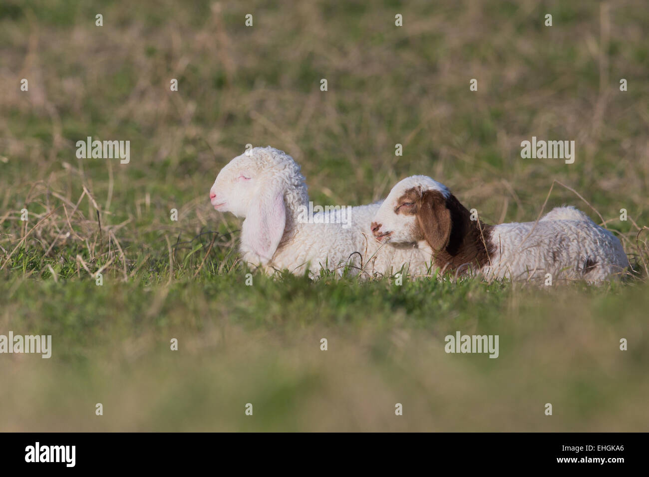 lambs sleeping Stock Photo