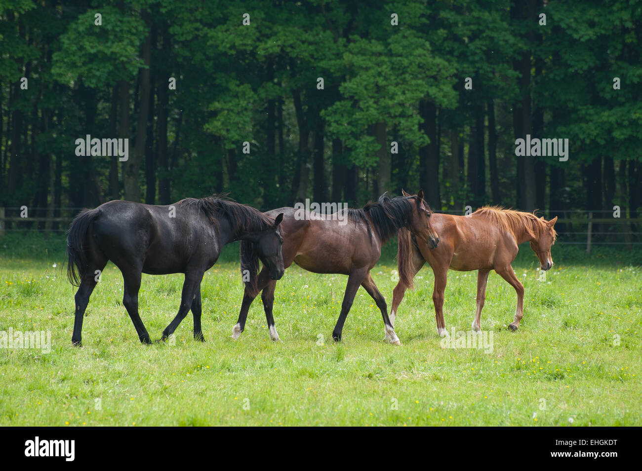 three horses Stock Photo