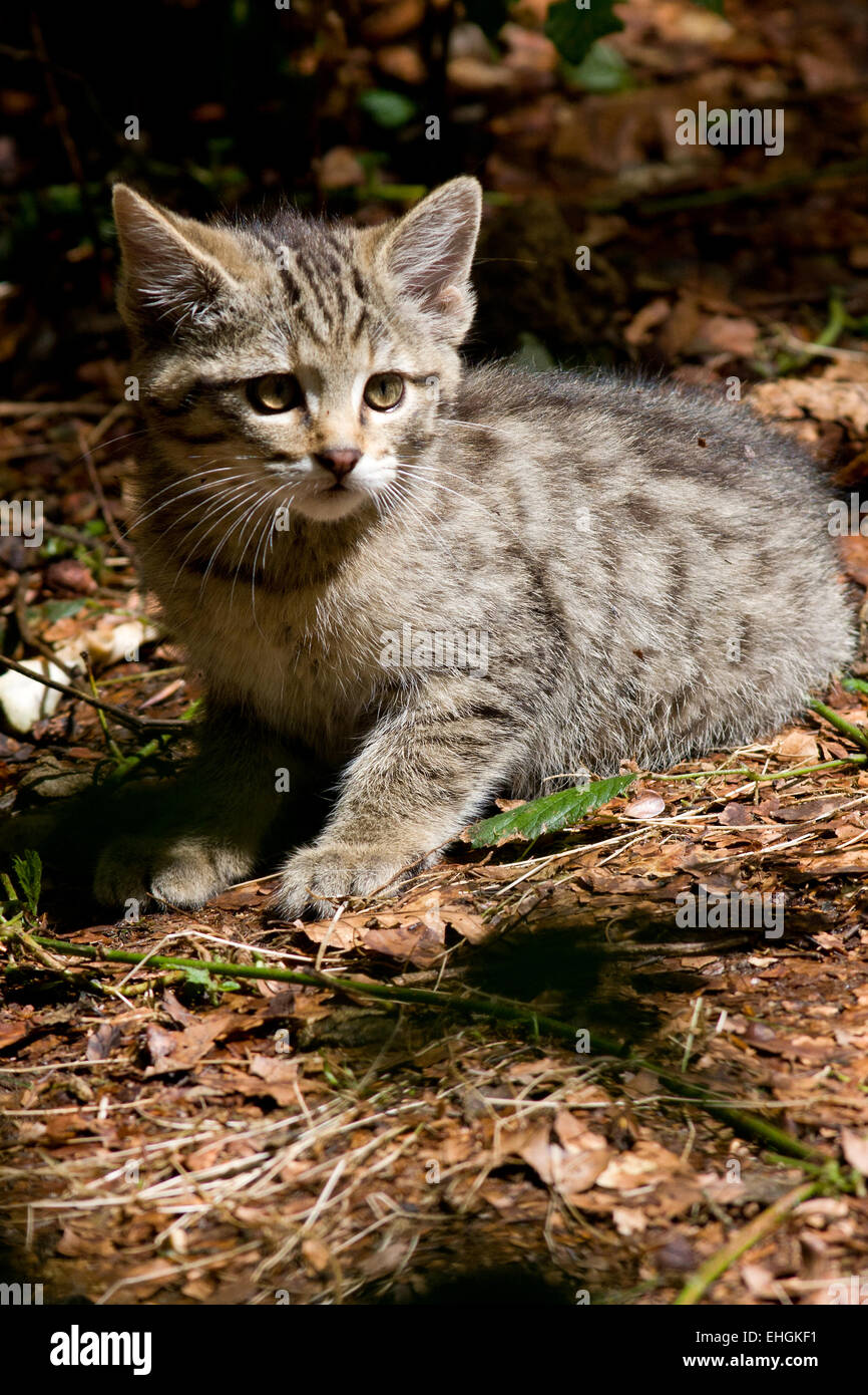 young wildcat Stock Photo