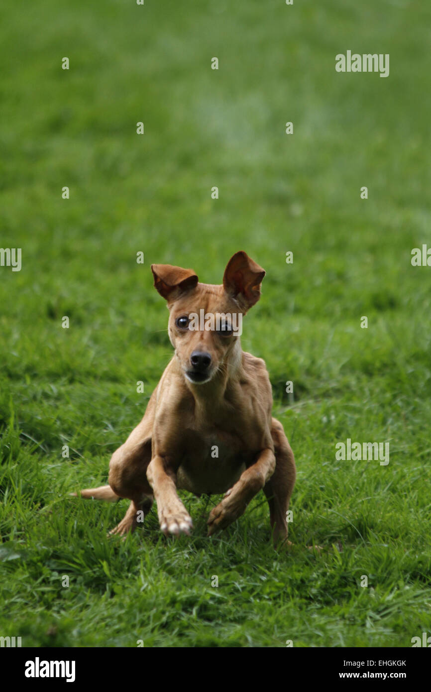 Racing dog breed hires stock photography and images Alamy