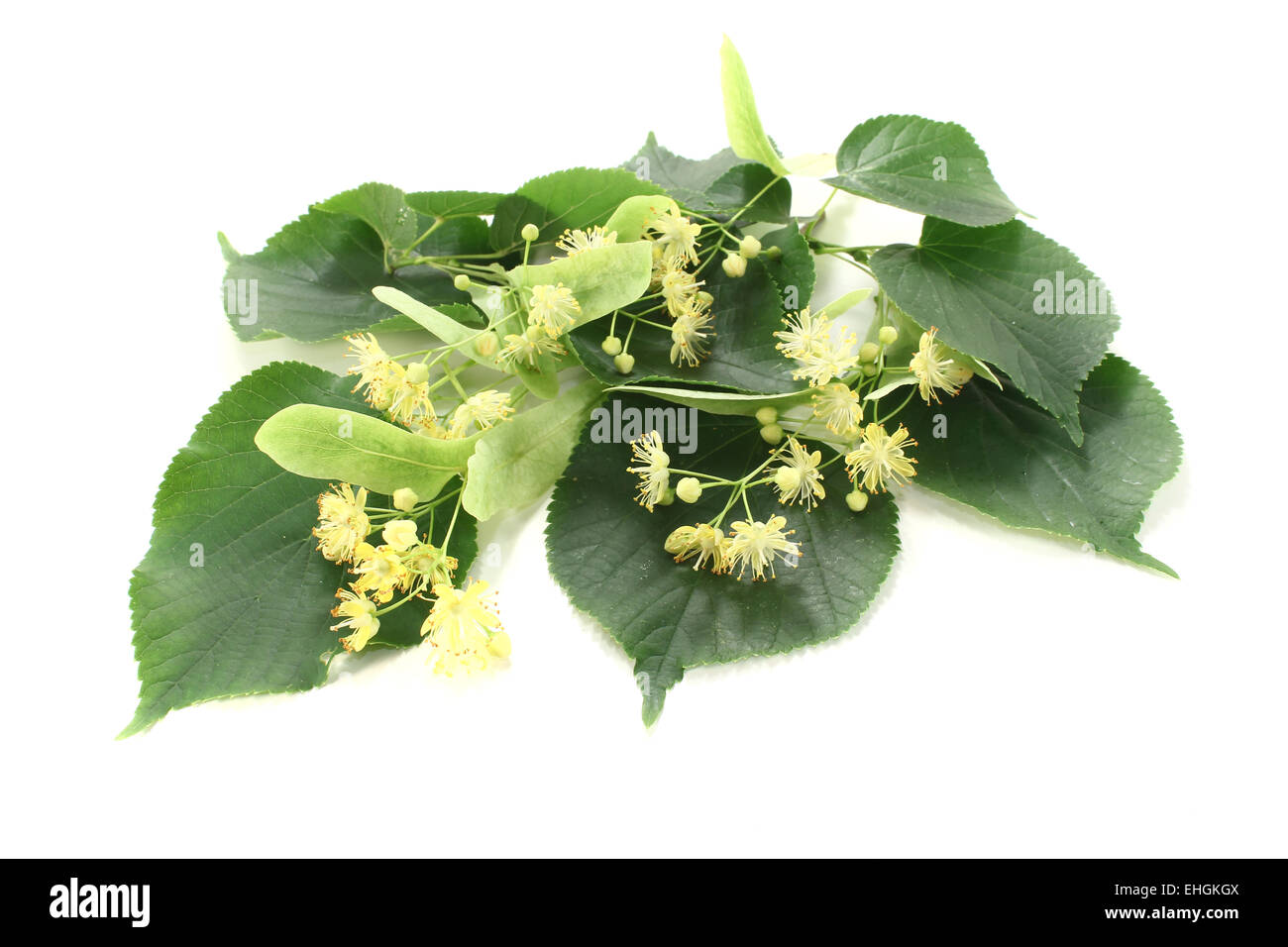 linden flowers with leaves Stock Photo