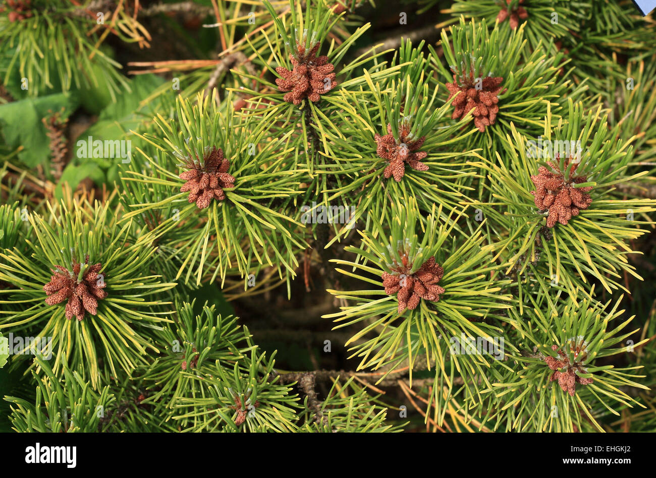 Pinus mugo Stock Photo