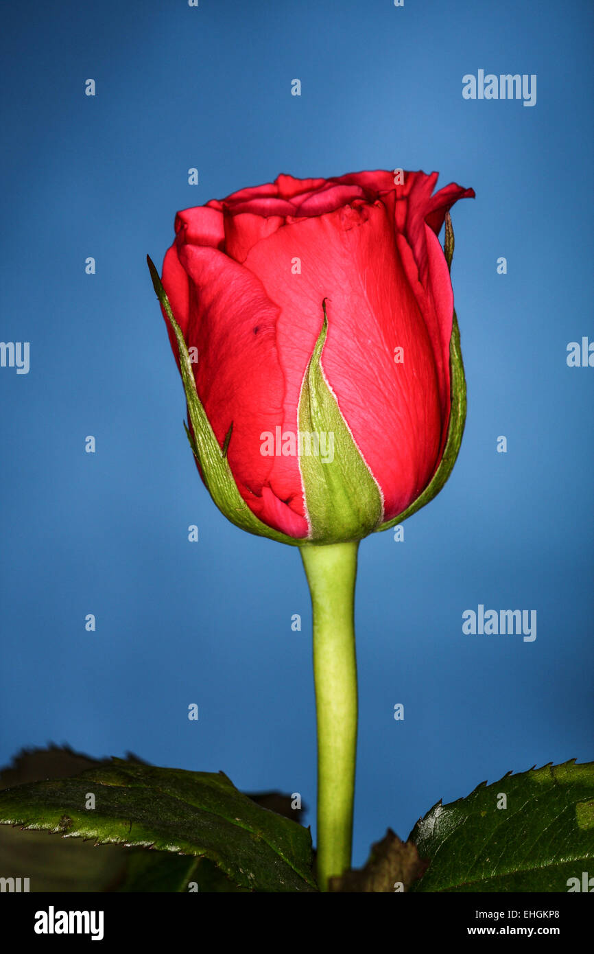 Single red rose on a blue background Stock Photo - Alamy