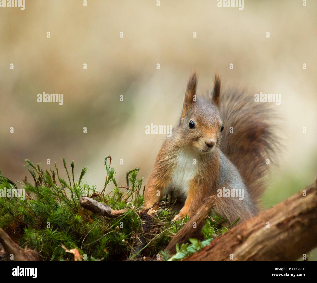 Red Squirrel in woodland Stock Photo