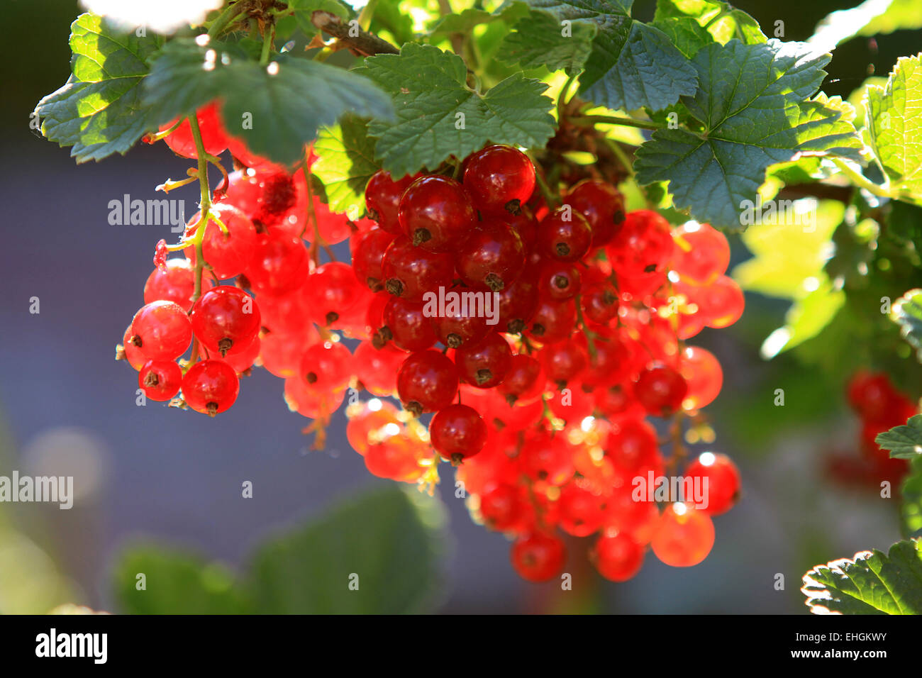 How to trim a currant How to trim a currant
