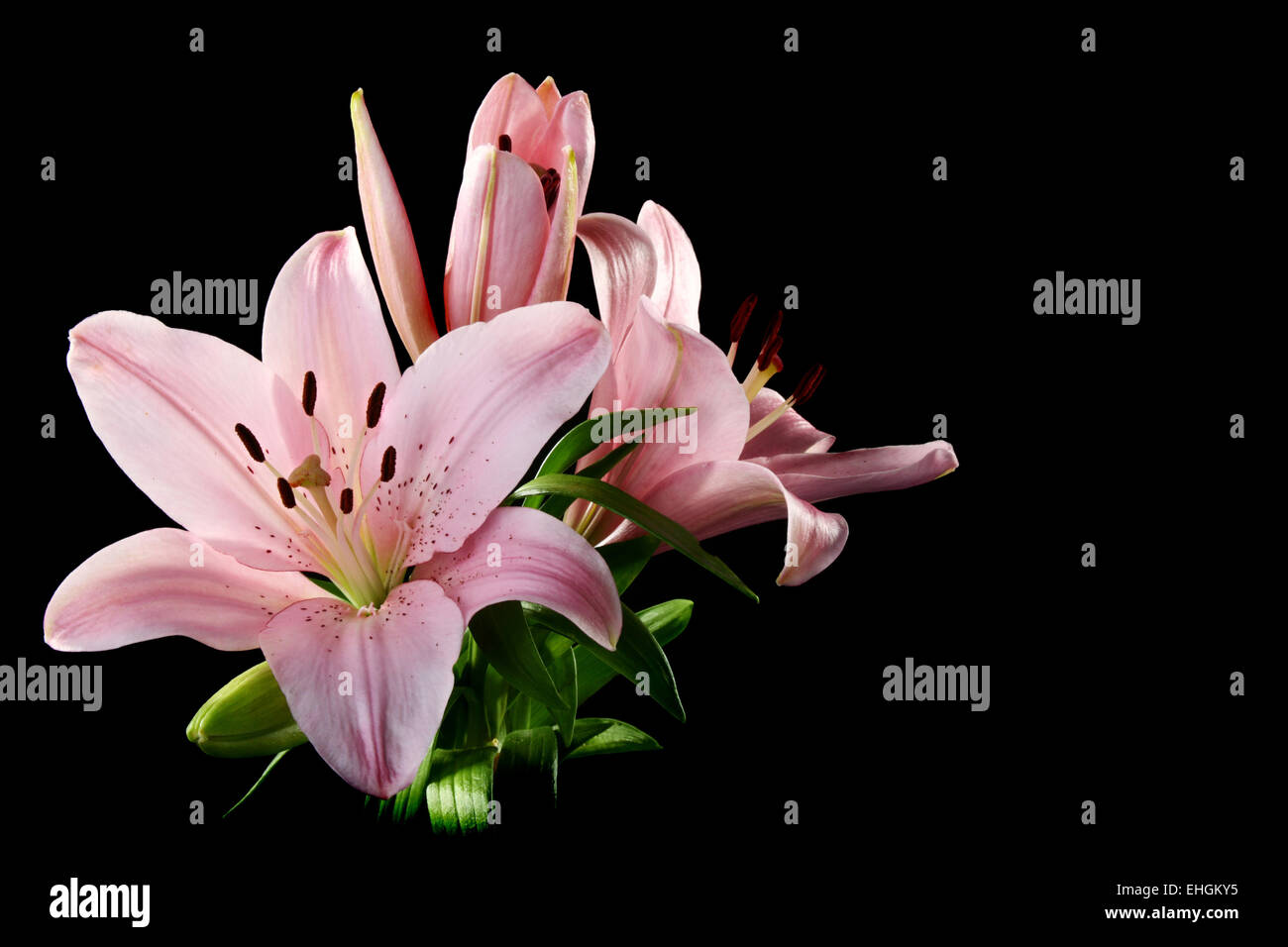 Beautiful bouquet of pink lilies Stock Photo - Alamy
