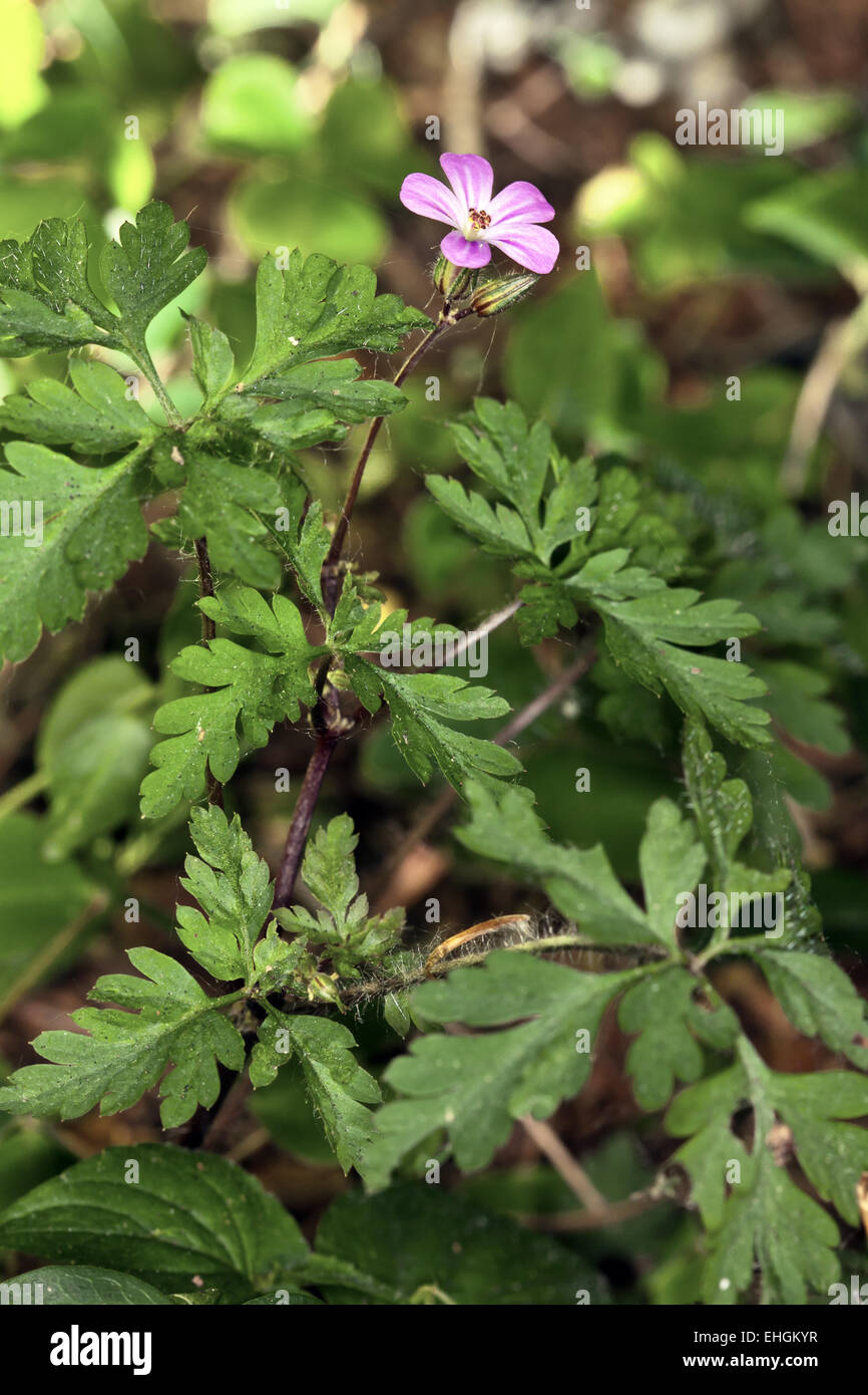 Herb Robert, Geranium robertianum Stock Photo Alamy