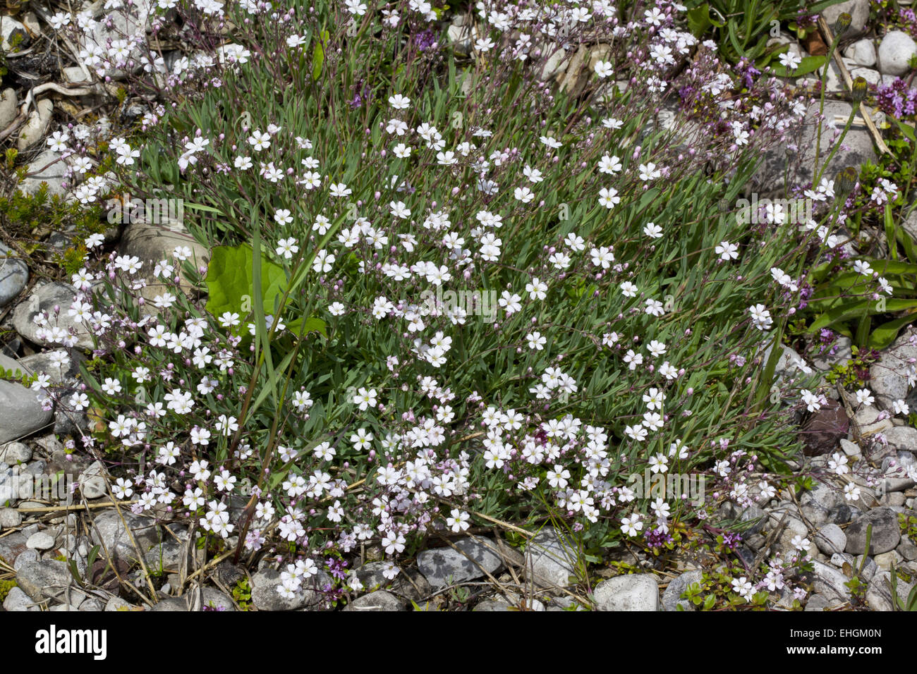 Field Chickweed, Cerastium arvense Stock Photo