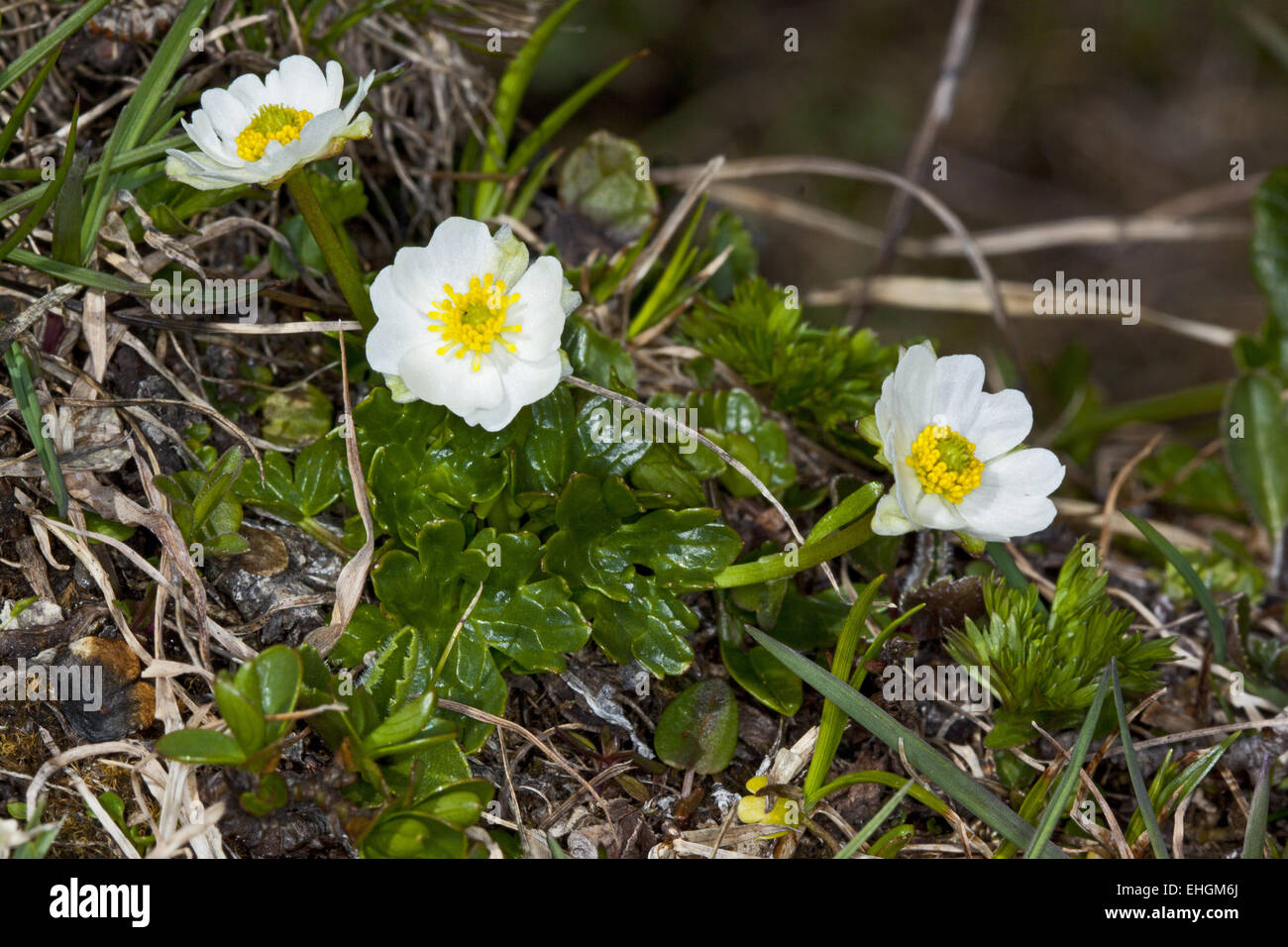 Ranunculus alpestris, Alpine Crowfoot Stock Photo