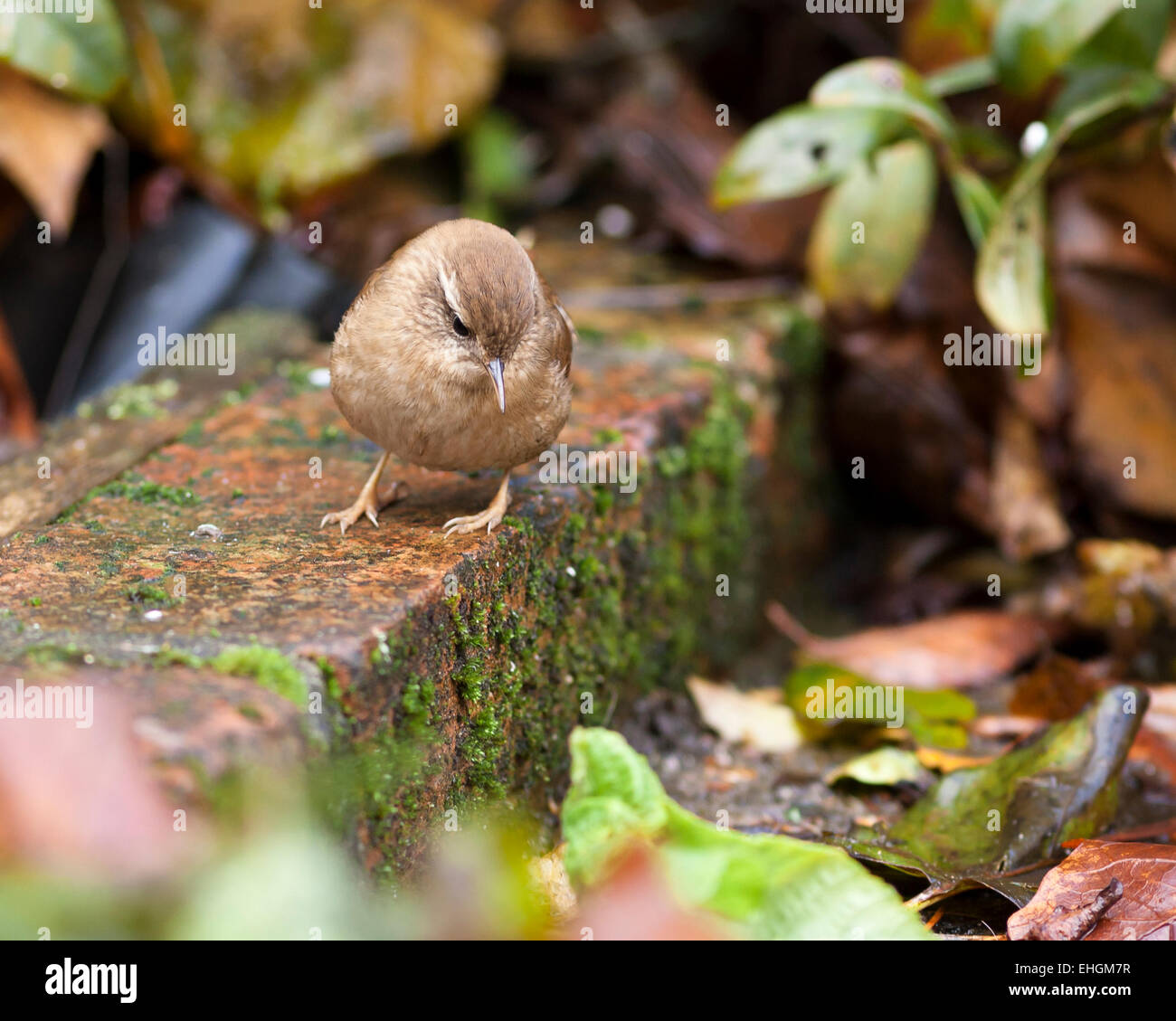 wren searching for food on mossy wall with colorful autumn leaves Stock Photo