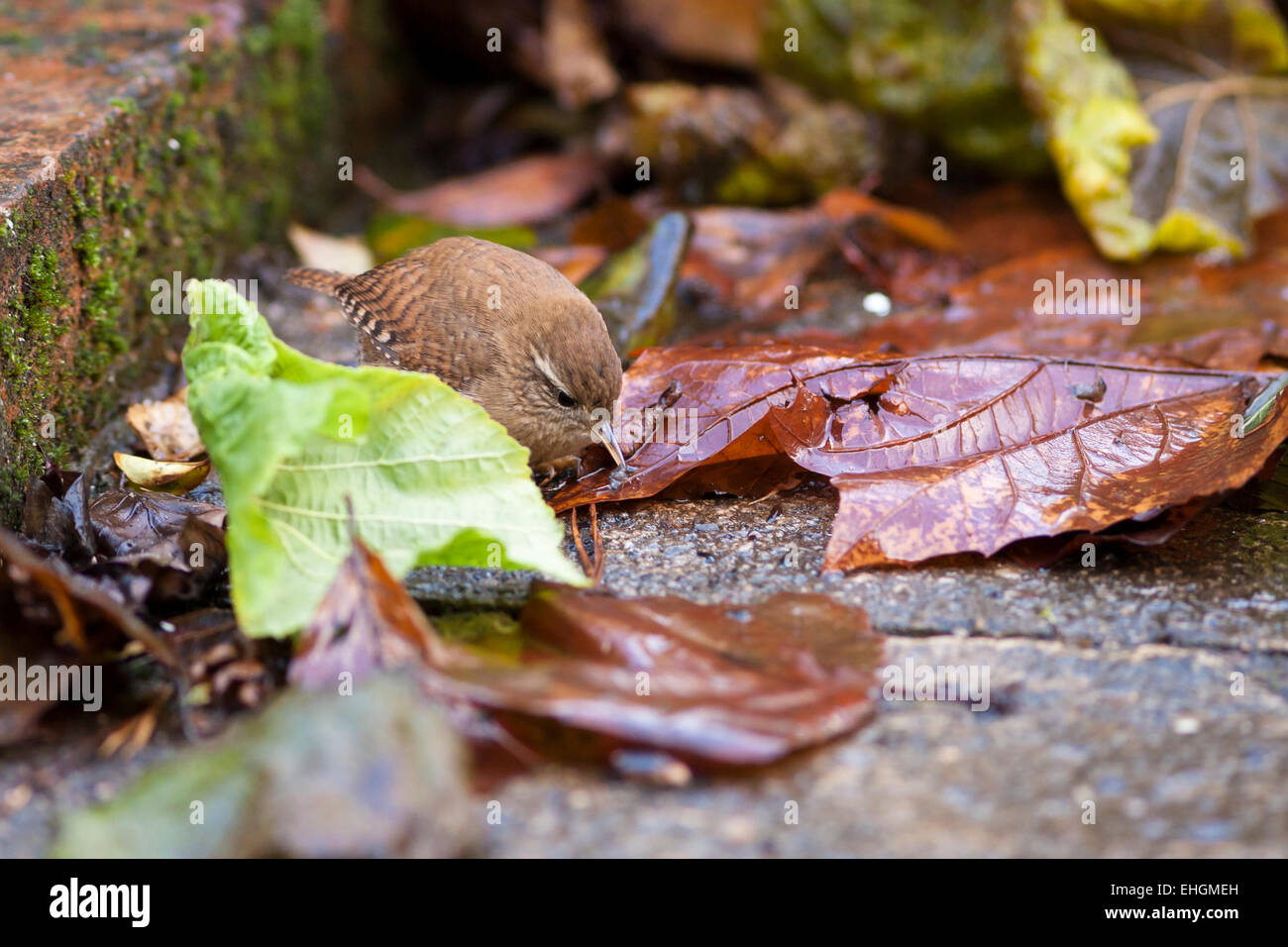 wren with food in bill amongst colorful autumn leaves Stock Photo