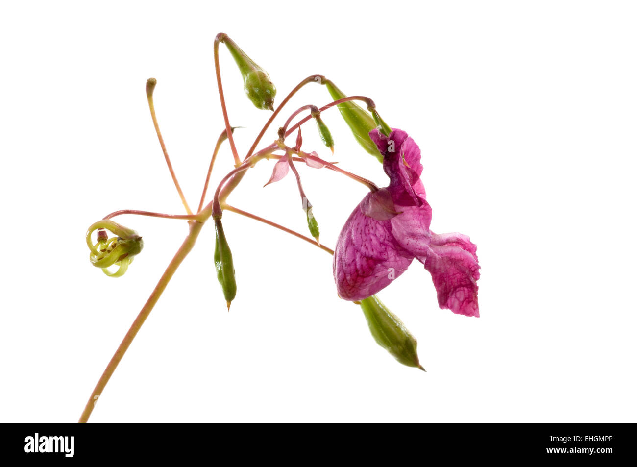 Indisches Springkraut / Himalayan Balsam Stock Photo