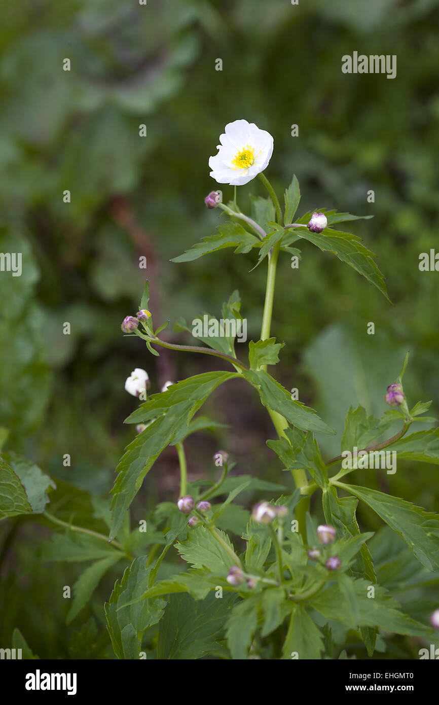 Pond Water Crowfoot, Ranunculus platanifolius Stock Photo Alamy