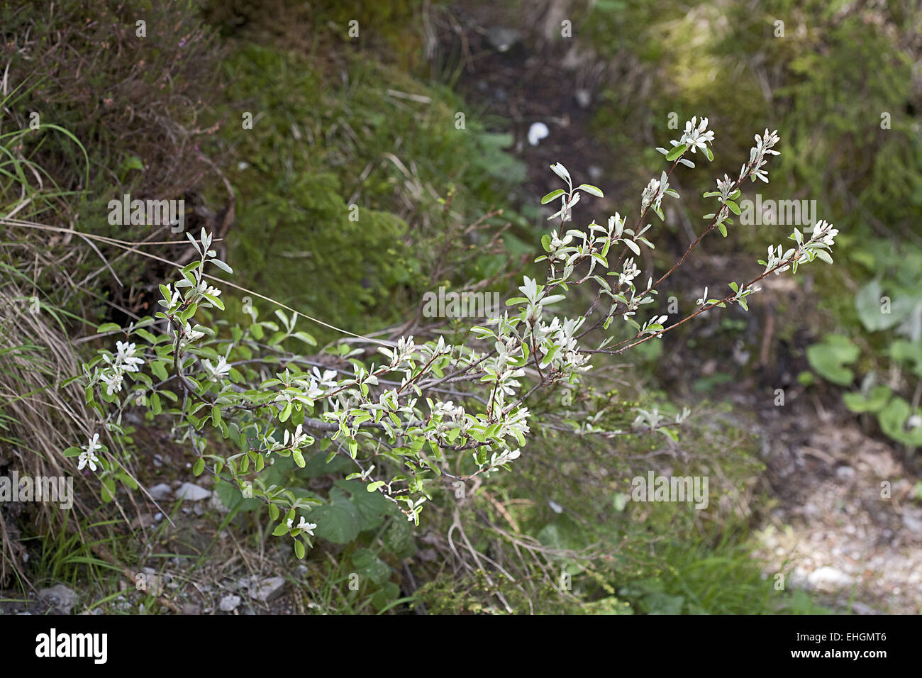 Snowy Mespilus, Amelanchier ovalis Stock Photo