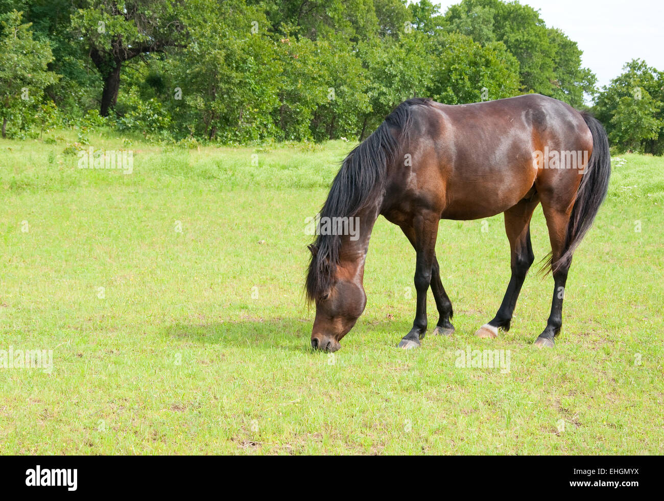 Dark bay horse grazing on lush green spring grass Stock Photo Alamy