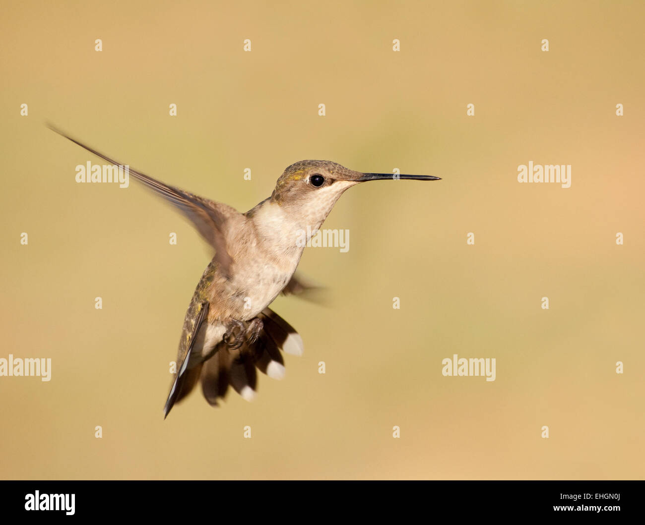 Ruby-throated Hummingbird hovering against muted green background with a spread tail Stock Photo