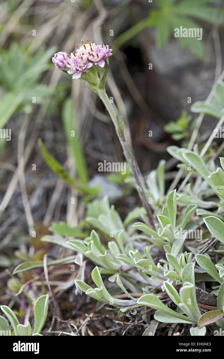 Antennaria dioica, male plant, catsfoot Stock Photo