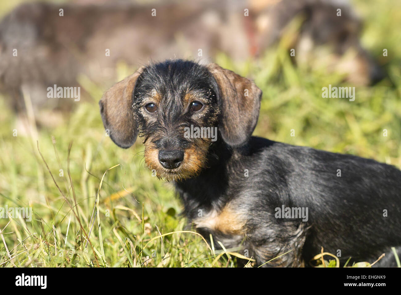wire-haired dachshund Stock Photo