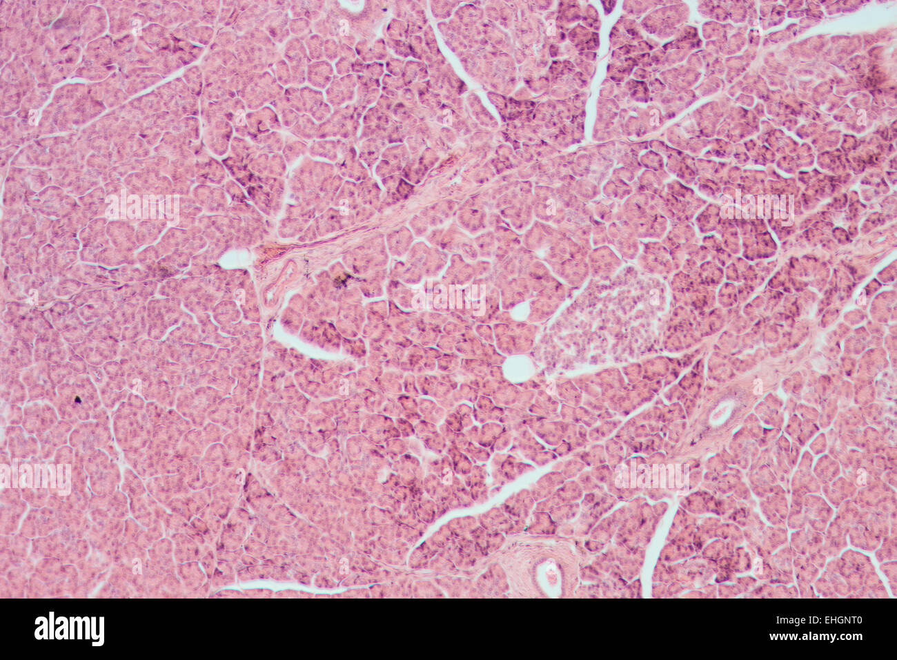 microscopic section of liver tissue Stock Photo