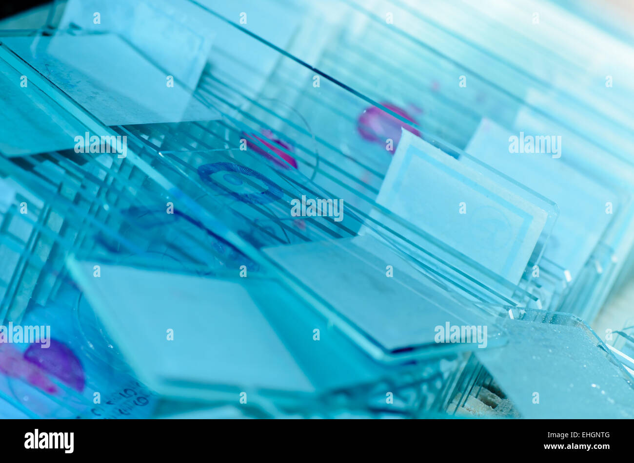 science microscope slide Stock Photo Alamy