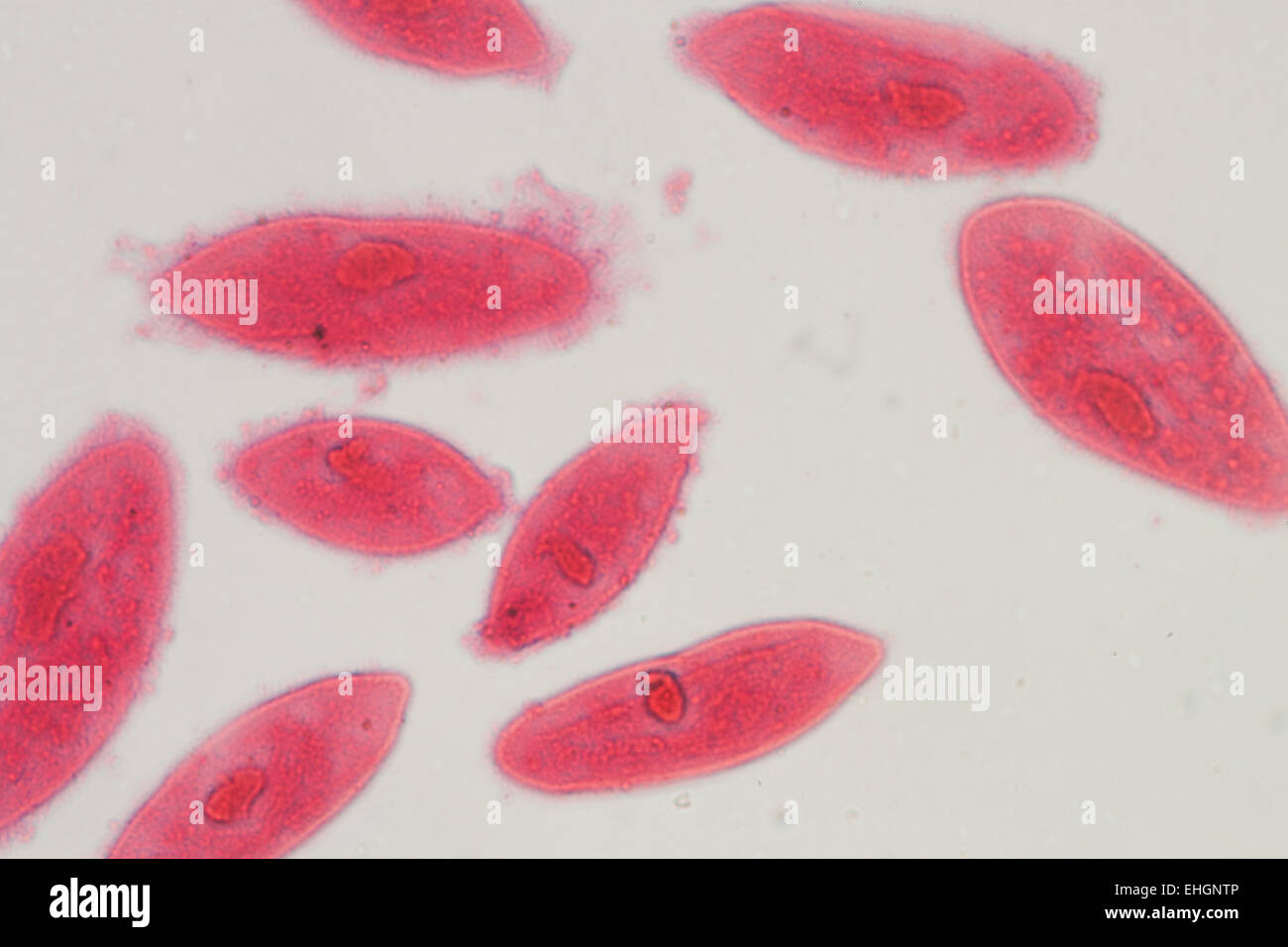 animal  conjugation of Paramecium caudatum Stock Photo