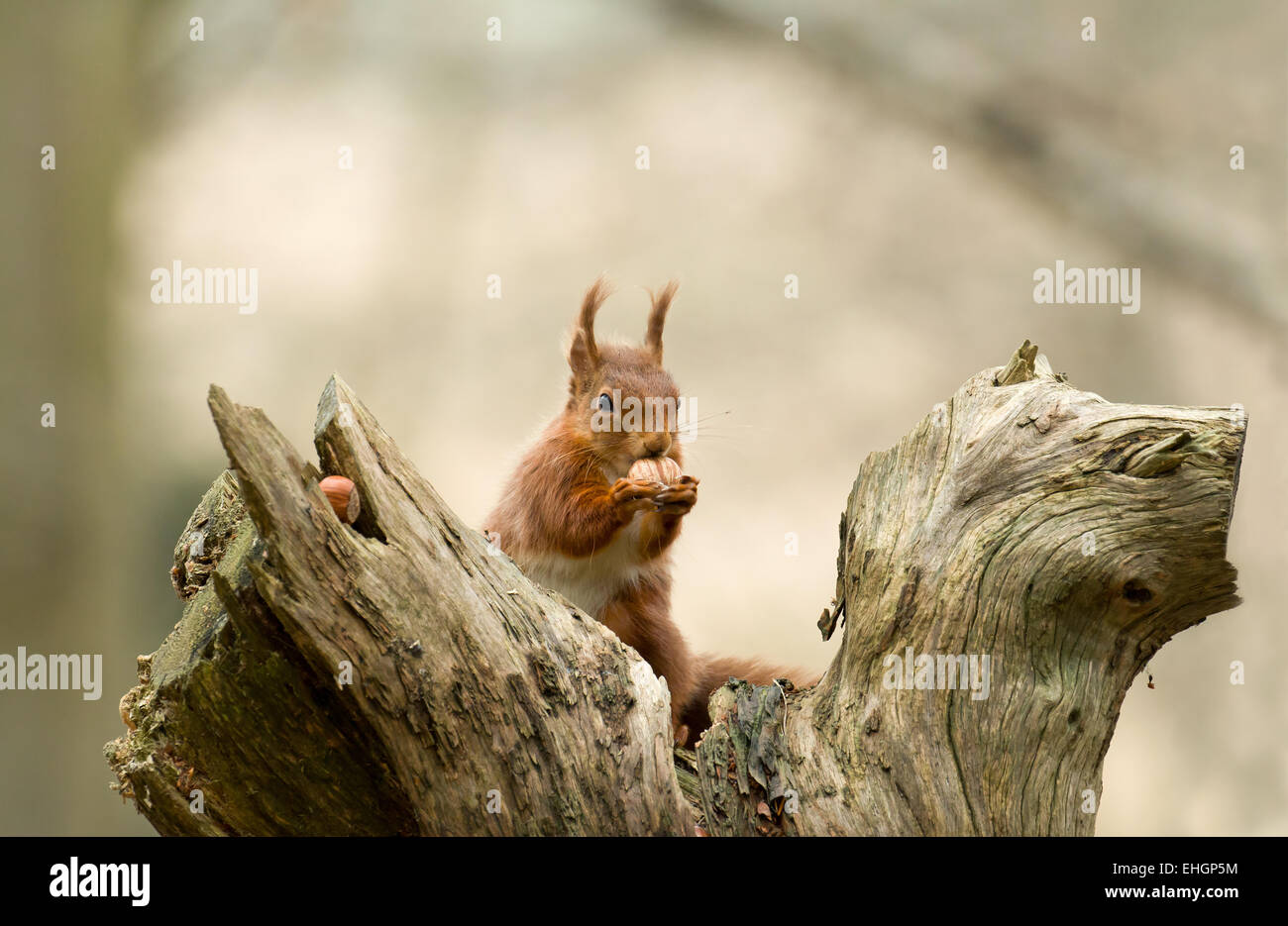Red Squirrel with hazelnut. Stock Photo