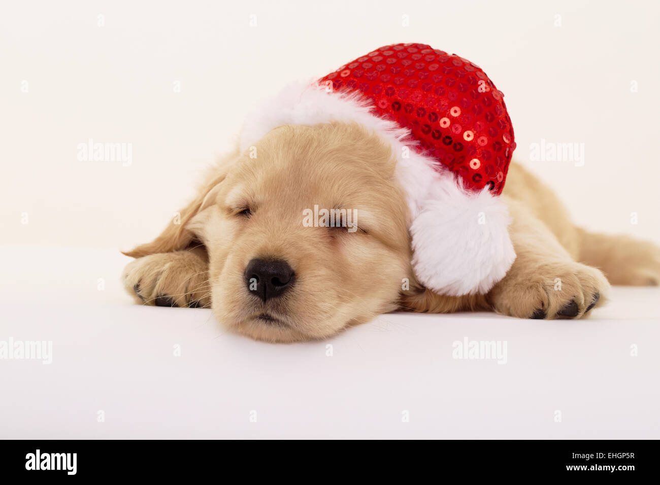 Golden Retriever Puppy Red Santa Hat Dog Animal pet Stock Photo - Alamy