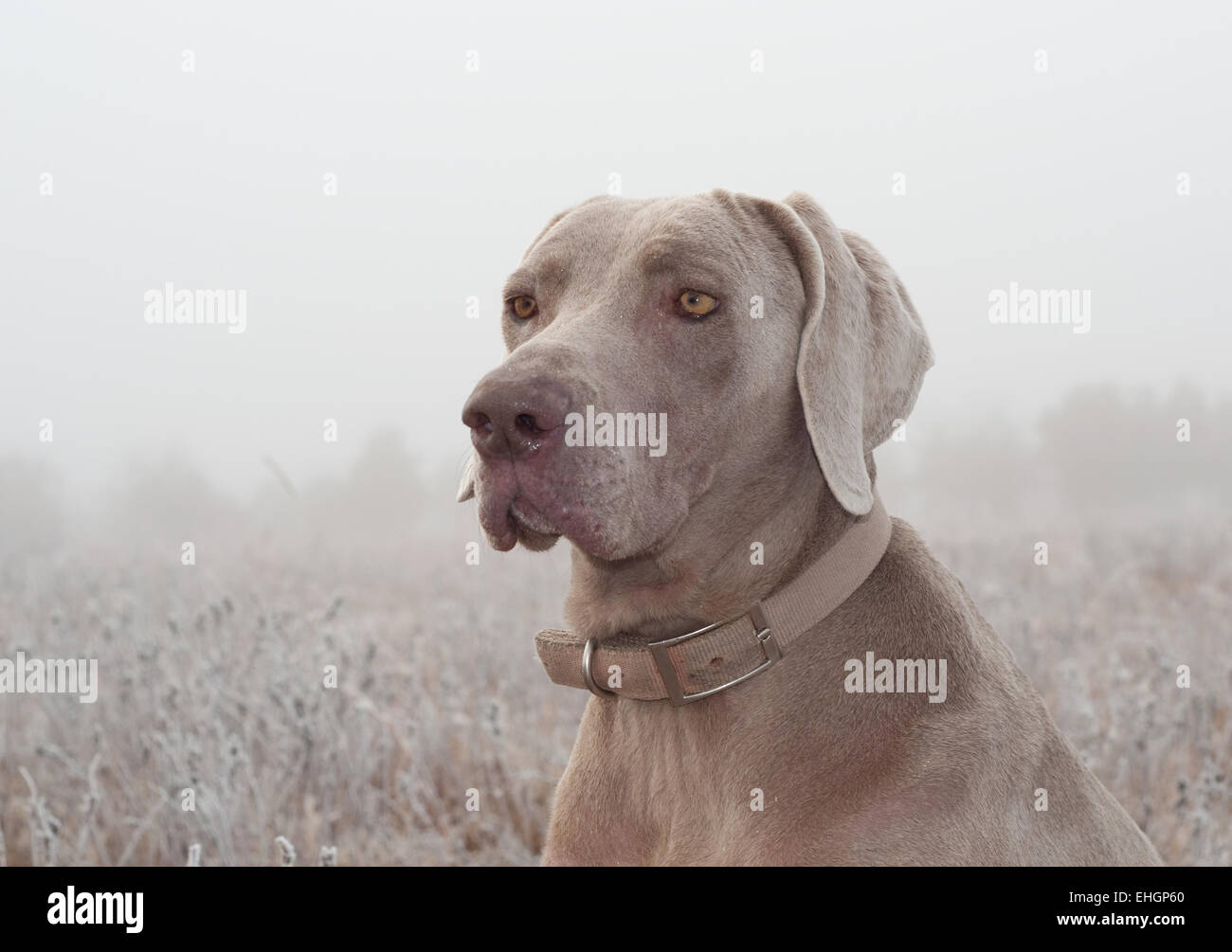 Picture of Closeup of a Weimaraner dog on a cold foggy winter morning Stock Photo ...