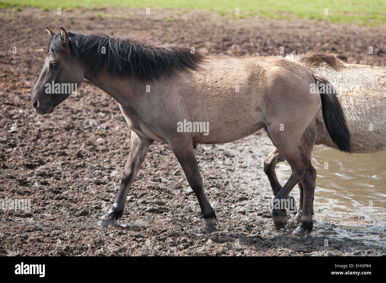 Natur horse hi-res stock photography and images - Alamy