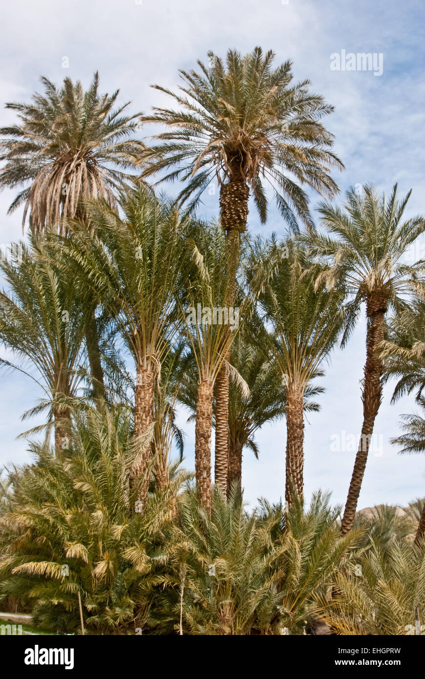 Date palm trees in the California desert Stock Photo Alamy