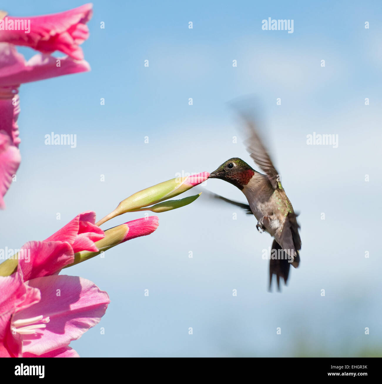 Male Ruby-throated Hummingbird feeding on a pink Gladiolus flower Stock Photo
