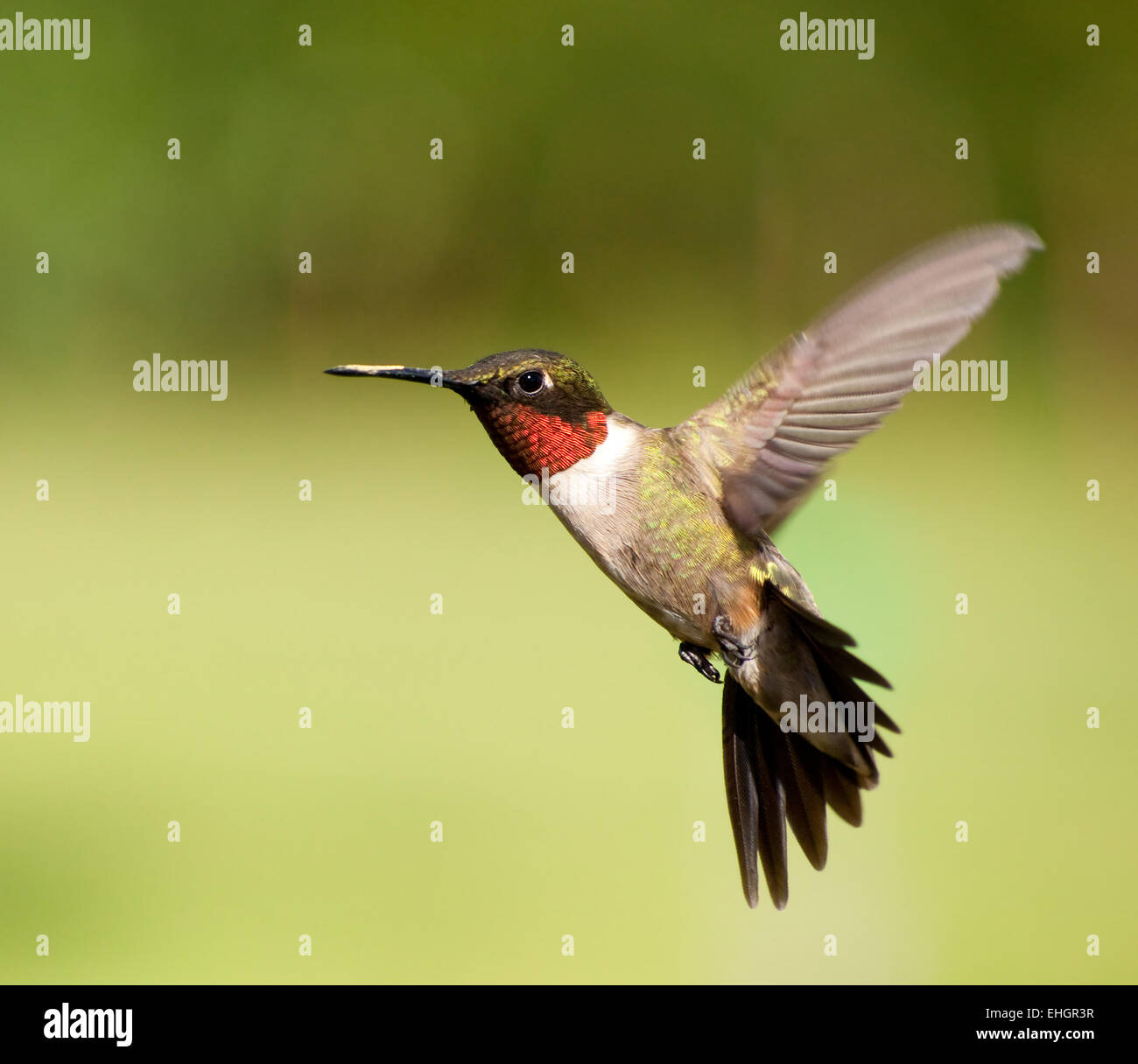 Ruby-throated Hummingbird male in flight Stock Photo