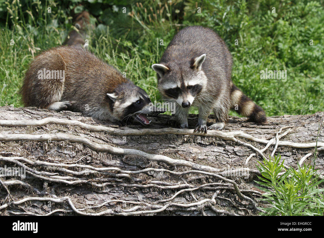 Common Raccoons Stock Photo