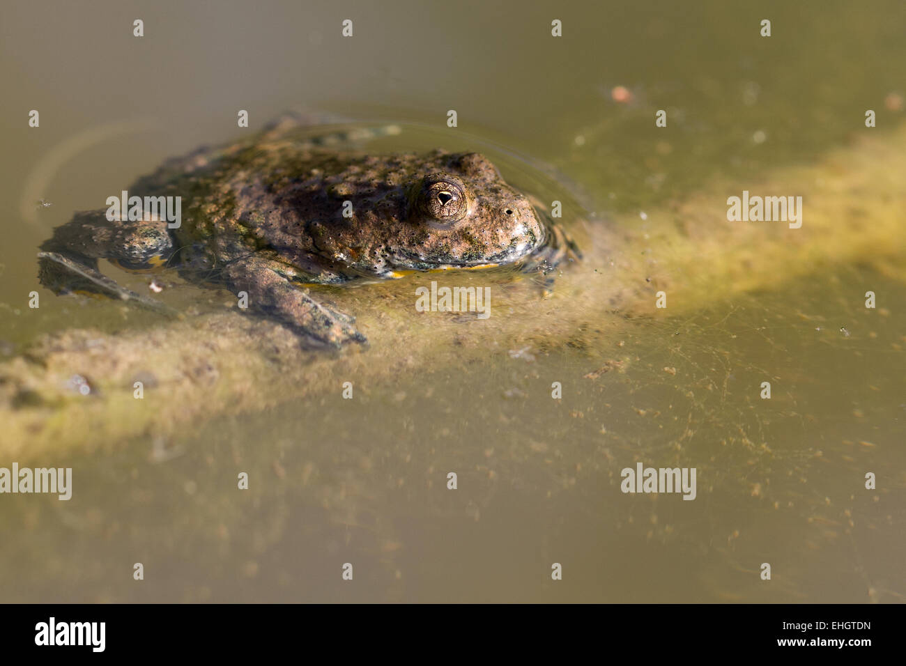 yellow-bellied toad Stock Photo