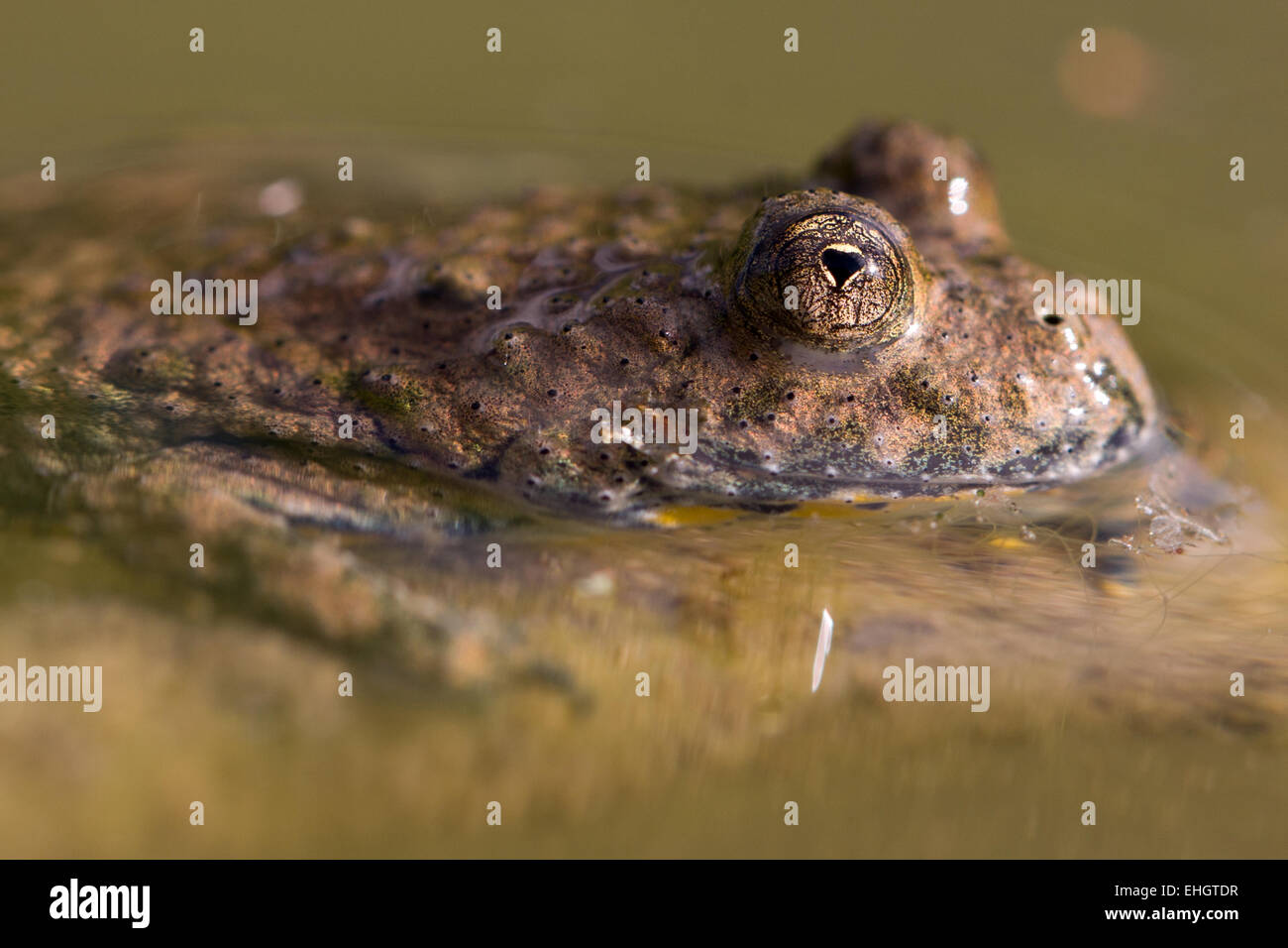 yellow-bellied toad Stock Photo