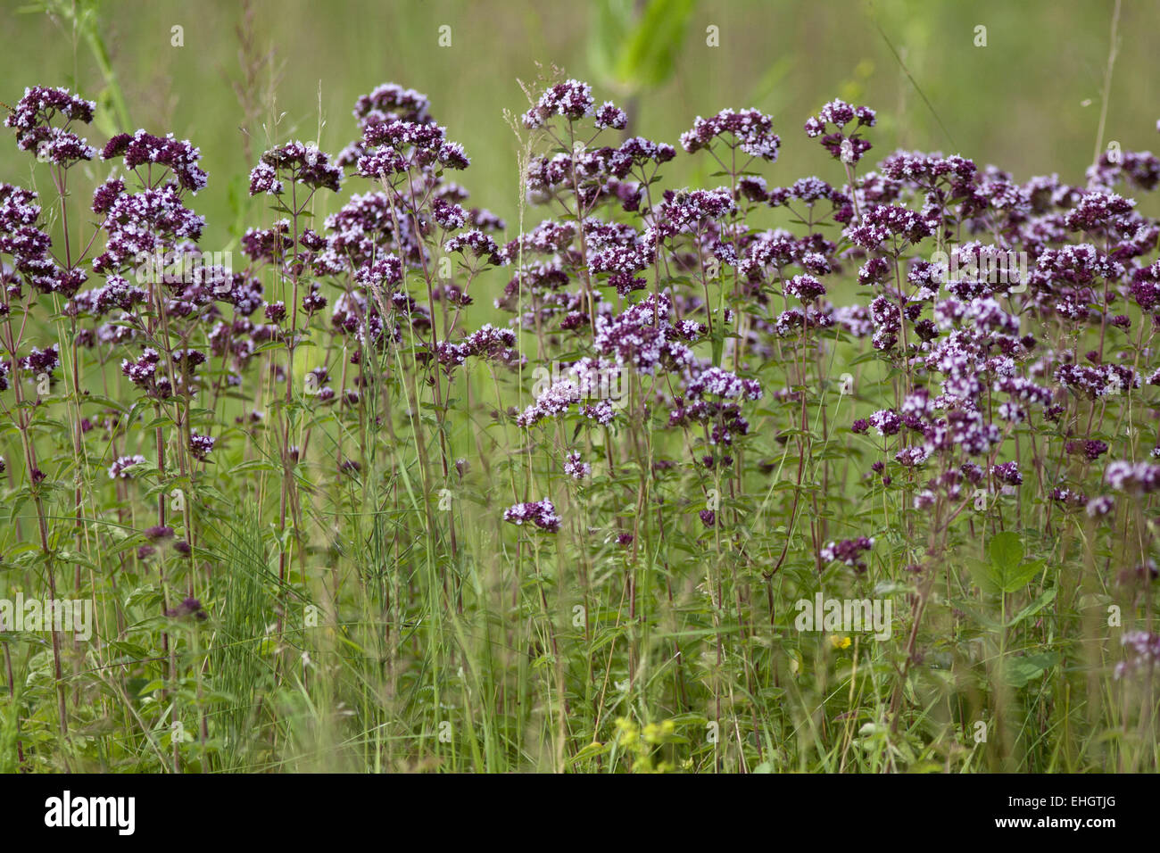 Wild Majoram, Origanum vulgare Stock Photo