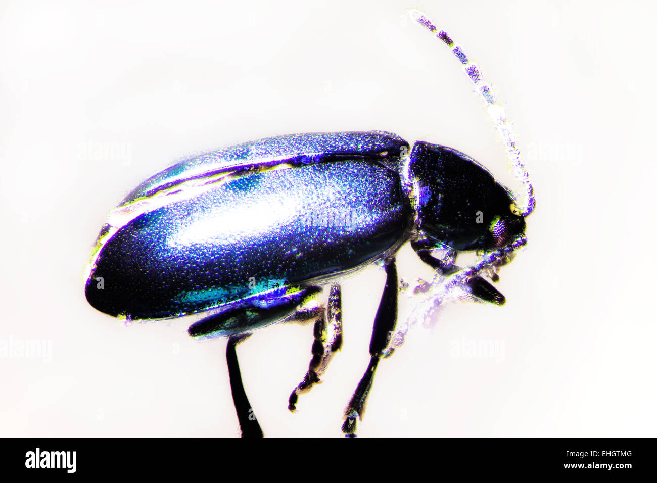 Beetle Stock Photo