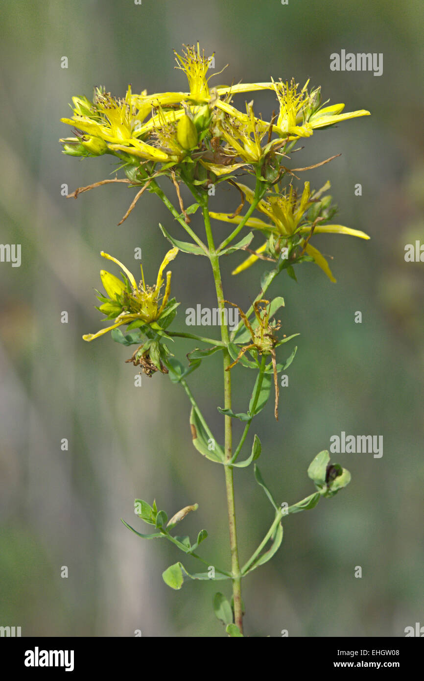 St. John's Wort, Hypericum perforatum Stock Photo Alamy