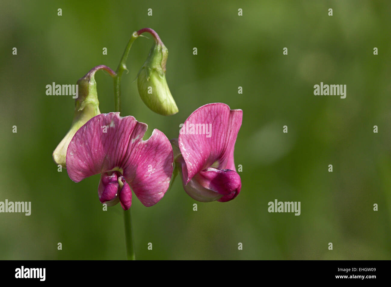 Perennial Peavine, Lathyrus latifolius Stock Photo