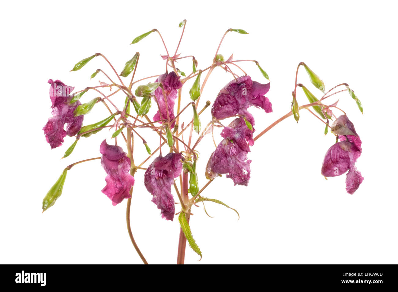 Indisches Springkraut / Himalayan Balsam Stock Photo