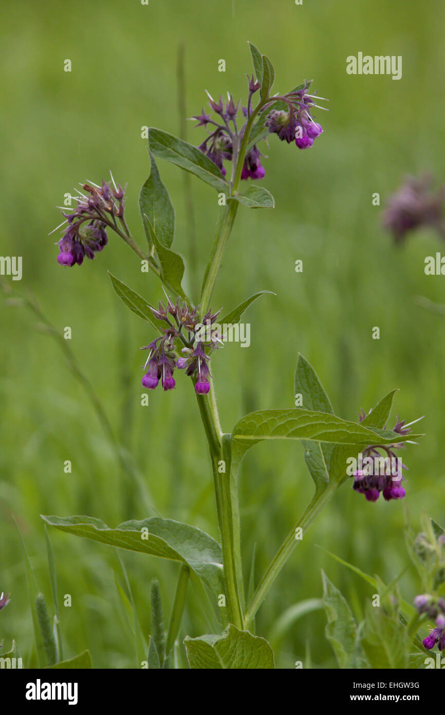 Common Comfrey, Symphytum officinale Stock Photo - Alamy