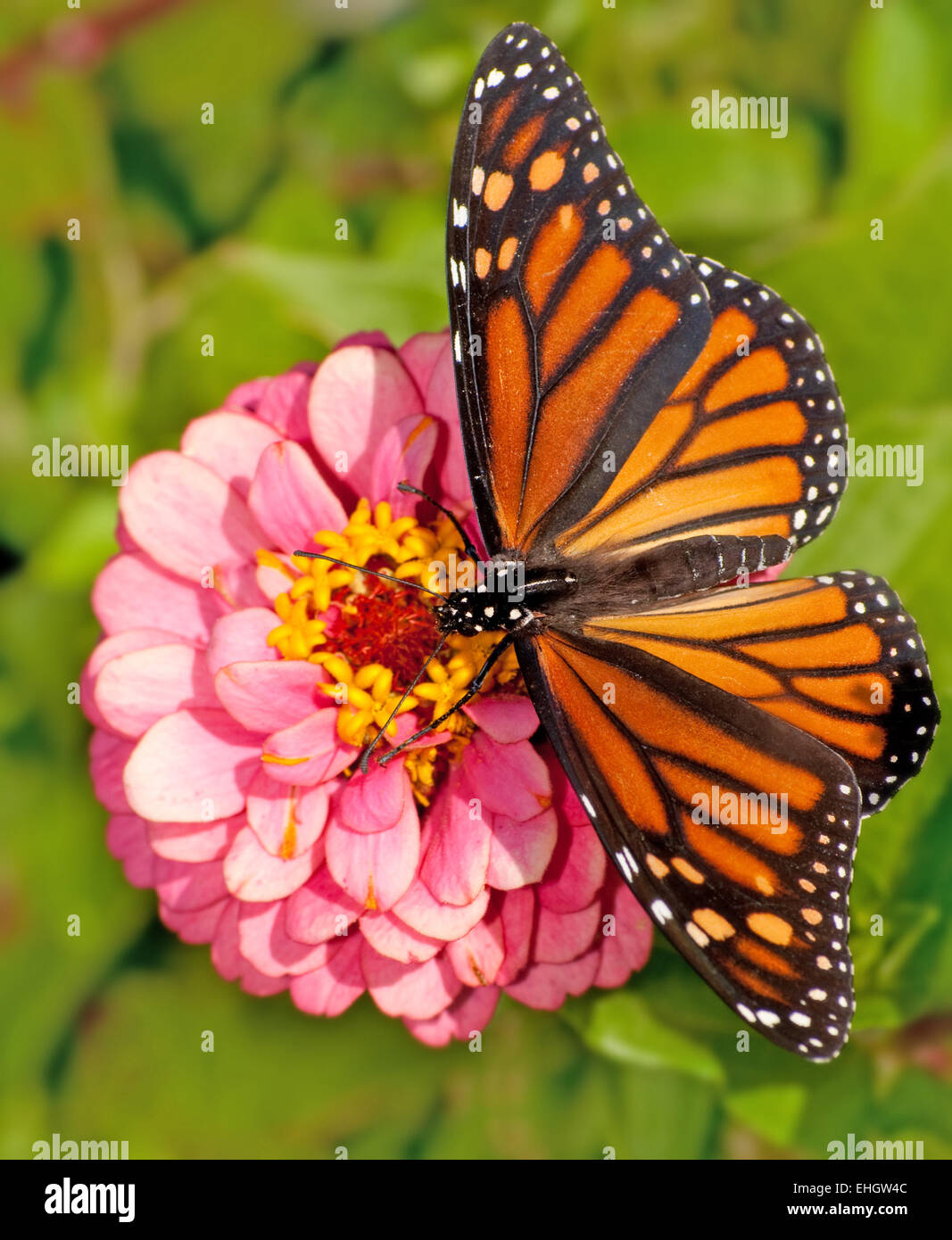 Dorsal view of a female Monarch butterfly, Danaus plexippus, feeding on ...