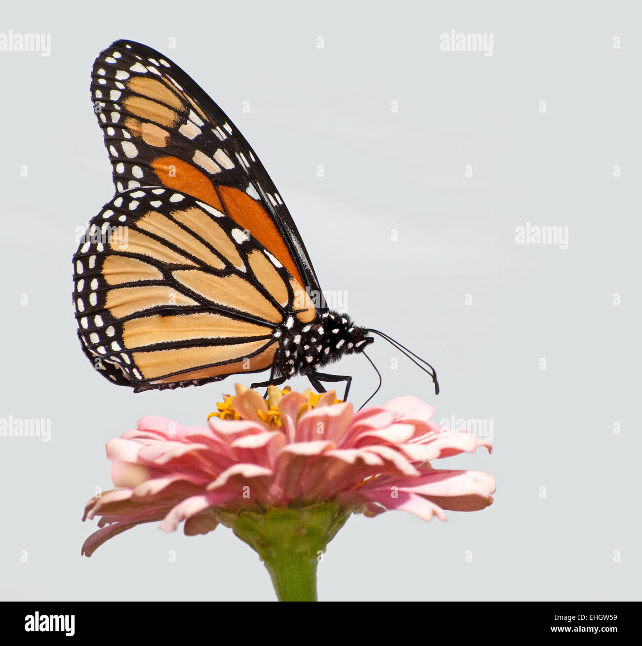 Monarch butterfly feeding on a pink Zinnia flower against light ...
