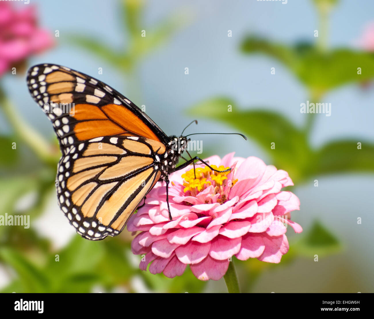 Monarch butterfly feeding flower nectar on a pink Zinnia in summer ...